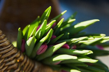 IMG_7426.jpg