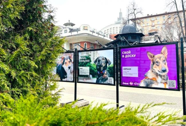В саду «Эрмитаж» открылась уличная фотовыставка о собаках из московских приютов