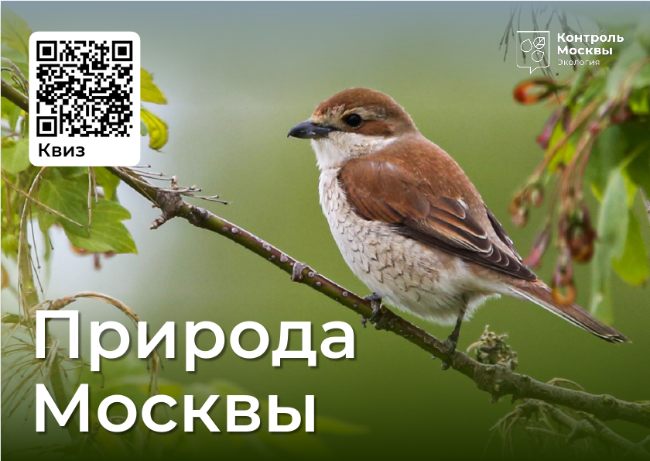 Фестиваль «Природа Москвы. Лето/Осень/Зима» Фестиваль «Природа Москвы. Лето/Осень/Зима»