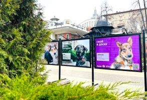 В саду «Эрмитаж» открылась уличная фотовыставка о собаках из московских приютов