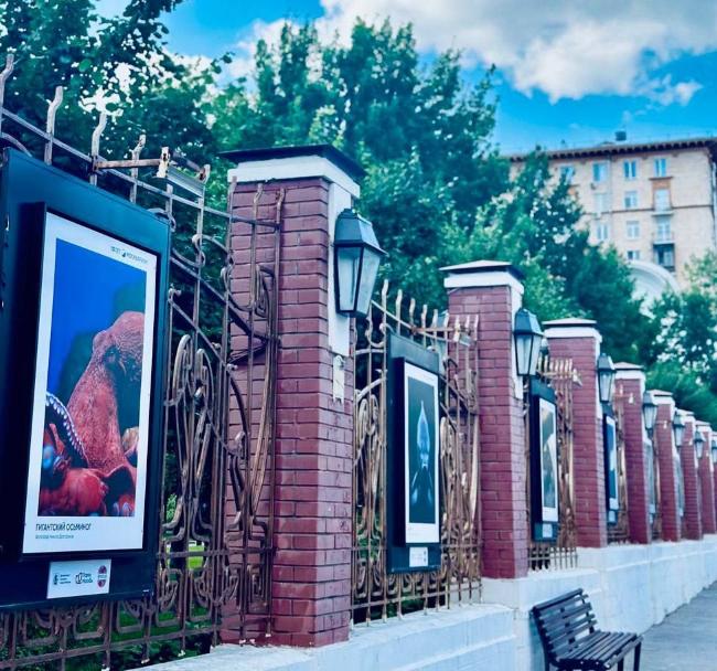 Выставка под открытым небом «Океан в лицах» открылась в саду «Эрмитаж»